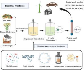 Pathway to industrial application of heterotrophic organisms in critical metals recycling from e-waste