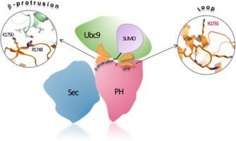 An Atypical Mechanism of SUMOylation of Neurofibromin SecPH Domain Provides New Insights into SUMOylation Site Selection