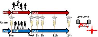 Dryfilm-ATR-FTIR analysis of urinary profiles as a point-of-care tool to evaluate aerobic exercise†