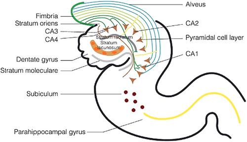 Advances in MRI-based diagnosis of temporal lobe epilepsy: Correlating hippocampal subfield volumes with histopathology