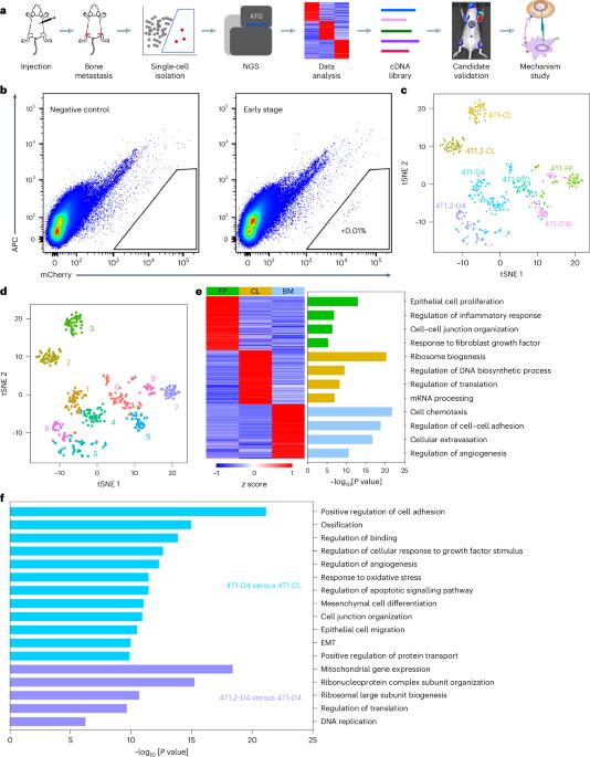 Lymphotoxin-β promotes breast cancer bone metastasis colonization and osteolytic outgrowth