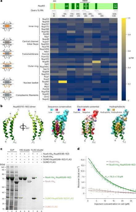 Docking a flexible basket onto the core of the nuclear pore complex