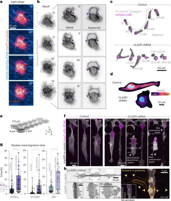 Compression-dependent microtubule reinforcement enables cells to navigate confined environments