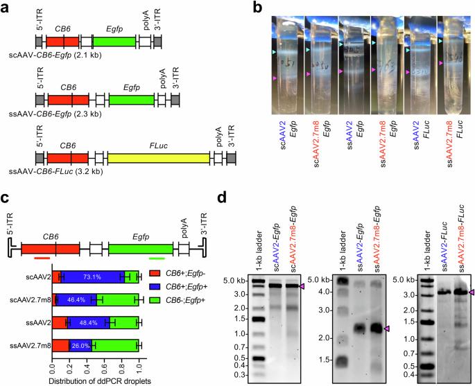 The AAV2.7m8 capsid packages a higher degree of heterogeneous vector genomes than AAV2