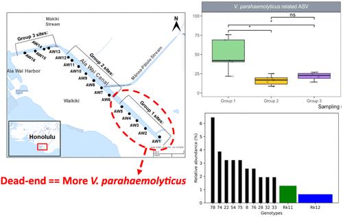 Enriched Abundance of Diverse Vibrio parahaemolyticus in the Dead-End of the Ala Wai Canal: A Tropical Artificial Urban Estuary