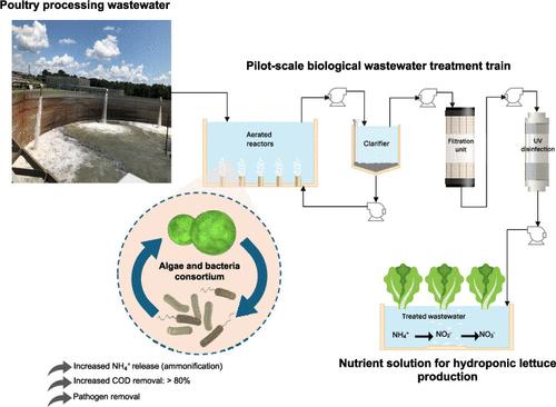 Pilot-Scale Evaluation of Poultryponics: Insights into Nitrogen Utilization and Food Pathogen Dynamics