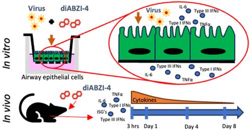 STING Agonist Induced Innate Immune Responses Drive Anti-Respiratory Virus Activity In Vitro with Limited Antiviral Efficacy In Vivo