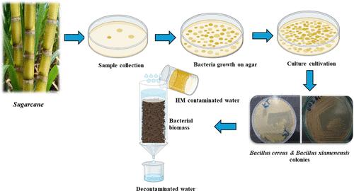 Biosorption of Cadmium and Chromium from Wastewater Using Bacillus xiamenensis and Bacillus cereus Isolated from the Sugarcane Rhizosphere