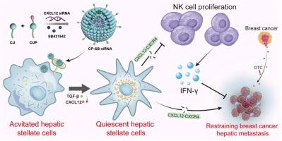 PDGFR-targeted nanovesicles for restraining breast cancer hepatic metastasis via hepatic stellate cell regression and NK cell activation