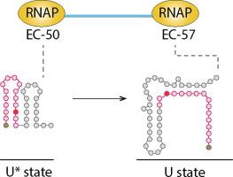 Cotranscriptional Folding of a 5′ Stem-loop in the Escherichia coli tbpA Riboswitch at Single-nucleotide Resolution