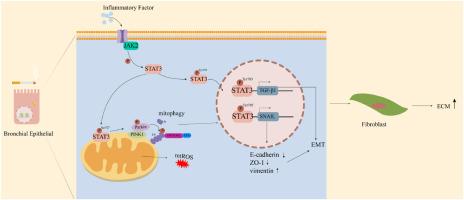 Mechanism of cigarette smoke in promoting small airway remodeling in mice via STAT 3 / PINK 1-Parkin / EMT