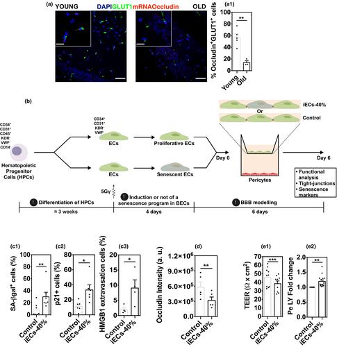 Blood–brain barrier dysfunction in aging is mediated by brain endothelial senescence