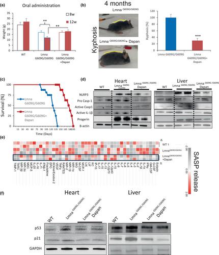 The NLRP3 inhibitor Dapansutrile improves the therapeutic action of lonafarnib on progeroid mice