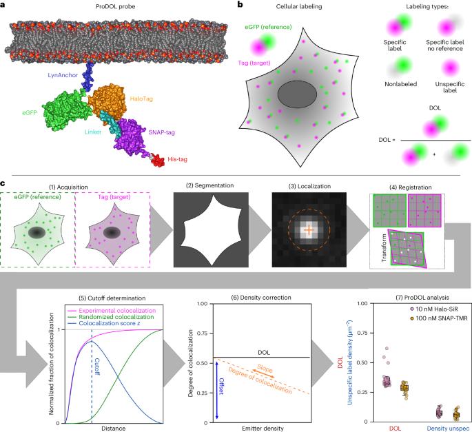 ProDOL: a general method to determine the degree of labeling for staining optimization and molecular counting