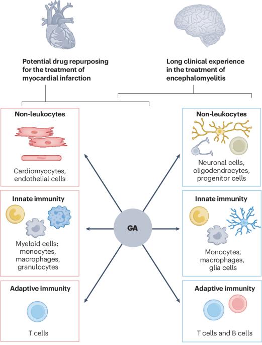 Cardioprotective effects of glatiramer acetate after ischemic myocardial injury