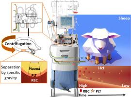 Selective red blood cell depletion by apheresis in sheep causes severe normovolemic anemia