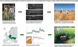 Breeding wheat for organic farming: Can the high grain protein gene Gpc-B1 help to tackle challenges in view of end-use quality?