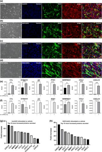 Early nuclear phenotypes and reactive transformation in human iPSC-derived astrocytes from ALS patients with SOD1 mutations