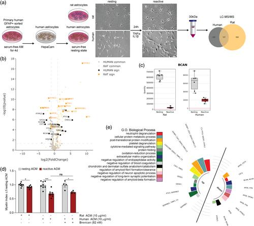 Astrocyte-derived factors regulate CNS myelination