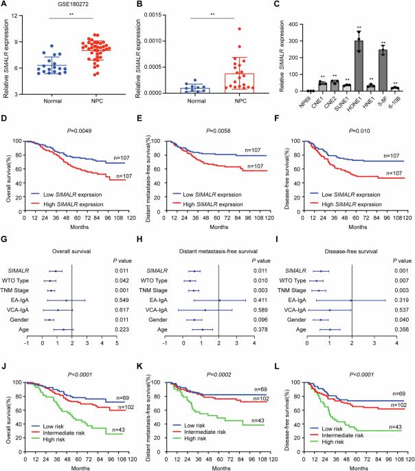 Ac4C modification of lncRNA SIMALR promotes nasopharyngeal carcinoma progression through activating eEF1A2 to facilitate ITGB4/ITGA6 translation