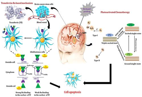 Targeting Glioblastoma: Efficacy of Ruthenium-Based Drugs