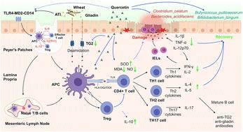 Quercetin ameliorates celiac-related intestinal inflammation caused by wheat gluten through modulating oxidative stress, Th1/Th2/Treg balance, and intestinal microflora structure†