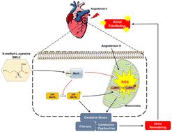 S-Methyl-l-cysteine targeting MsrA attenuates Ang II-induced oxidative stress and atrial remodeling via the p38 MAPK signaling pathway†