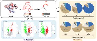 Unveiling the dynamic processes of dietary advanced glycation end-products (dAGEs) in absorption, accumulation, and gut microbiota metabolism†