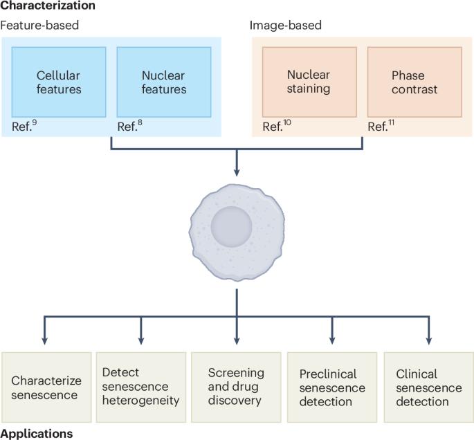 The promise of machine learning approaches to capture cellular senescence heterogeneity