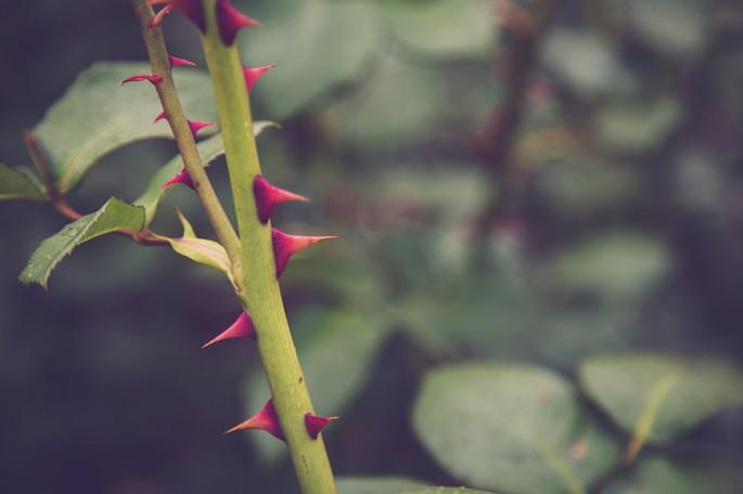 Convergent evolution of prickles across crops