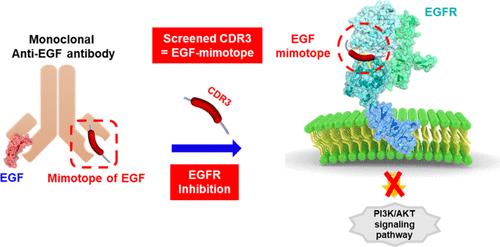 Epidermal Growth Factor Receptor (EGFR) Inhibitors Screened from Autodisplayed Fv-Antibody Library