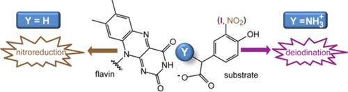 Polar Interactions between Substrate and Flavin Control Iodotyrosine Deiodinase Function