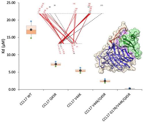 Rational Design of High Affinity Interaction Between CC Chemokine Binding Protein vCCI and CCL17/TARC