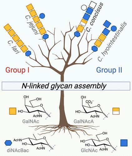 Dual Glycosyltransferases from Campylobacter concisus Diverge from the Canonical Campylobacter N-Linked Glycan Assembly Pathway