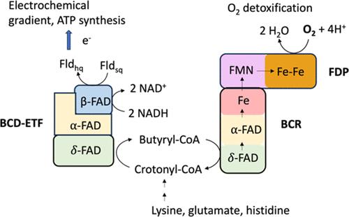 New Electron-Transfer Chain to a Flavodiiron Protein in Fusobacterium nucleatum Couples Butyryl-CoA Oxidation to O2 Reduction