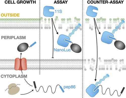 Whole Cell Luminescence-Based Screen for Inhibitors of the Bacterial Sec Machinery