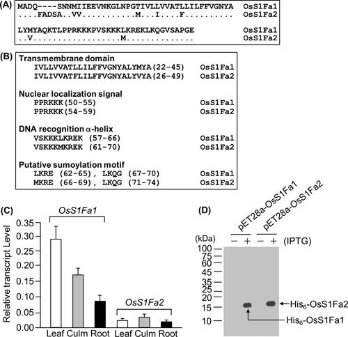 The transmembrane domain of the rice small protein OsS1Fa1 is responsible for subcellular localization and drought tolerance