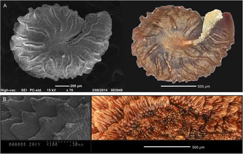 Tangled webs and spider-flowers: Phylogenomics, biogeography, and seed morphology inform the evolutionary history of Cleomaceae