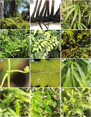 All tangled up: Unraveling phylogenetics and reticulate evolution in the vining ferns, Lygodium (Schizaeales)