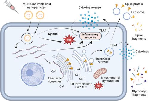 COVID-19 vaccine adverse events: Evaluating the pathophysiology with an emphasis on sulfur metabolism and endotheliopathy