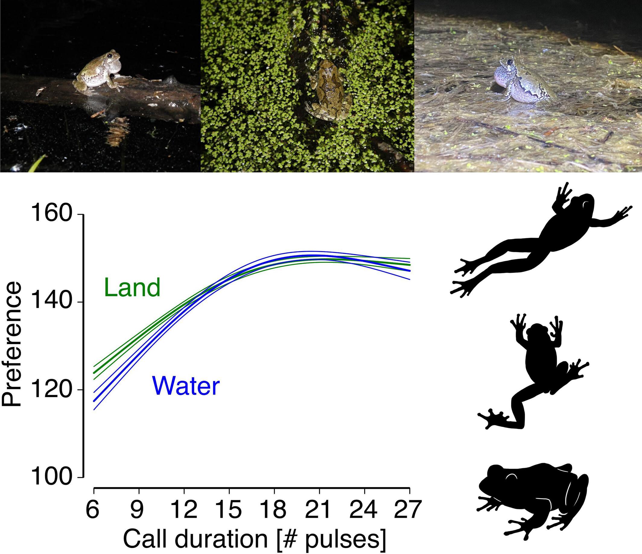 Walk or swim: The substrate for movement affects female treefrog mate choice behaviors but has little effect on their preferences