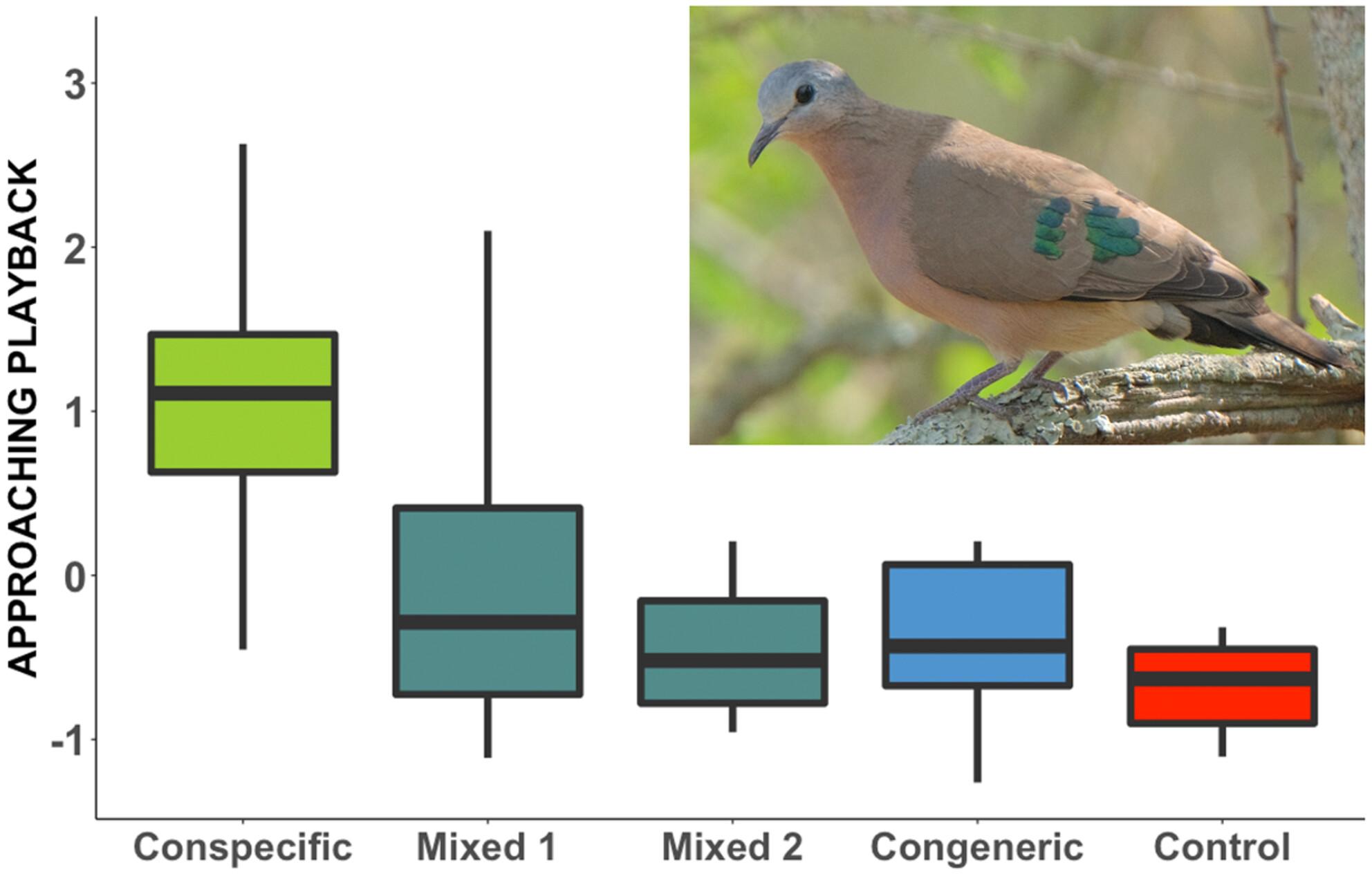 Response of the emerald-spotted wood-dove to the song of conspecific males and sympatric congeners