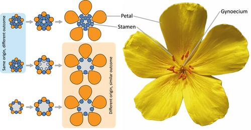 Comparative morphology at a crossroads