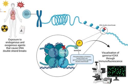 Considerations for the Use of the DNA Damage Marker γ-H2AX in Disease Modeling, Detection, Diagnosis, and Prognosis