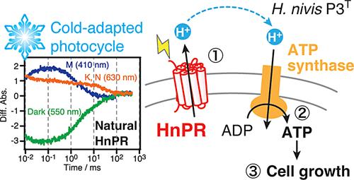 Contribution of Proteorhodopsin to Light-Dependent Biological Responses in Hymenobacter nivis P3T Isolated from Red Snow in Antarctica