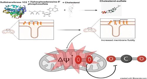 Sulfotransferase 1C2 Increases Mitochondrial Respiration by Converting Mitochondrial Membrane Cholesterol to Cholesterol Sulfate