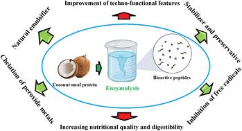 Enzymatic modification of cold pressed coconut meal protein: nutritional, functional and biological properties