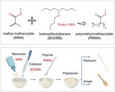 High-purity butoxydibutylborane catalysts enable the low-exothermic polymerization of PMMA bone cement with enhanced biocompatibility and osseointegration†