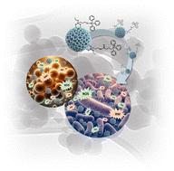 Unleashing the antibacterial and antibiofilm potential of silica-based nanomaterials functionalized with an organotin(iv) compound†