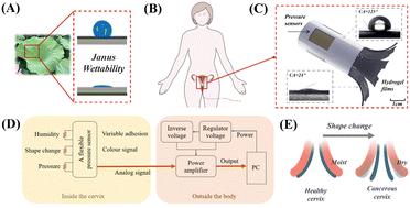 Bioinspired colloidal crystal hydrogel pressure sensors with Janus wettability for uterus cervical canal tension perception†